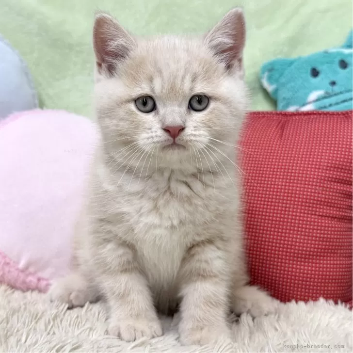 ID:2410-03176の子猫