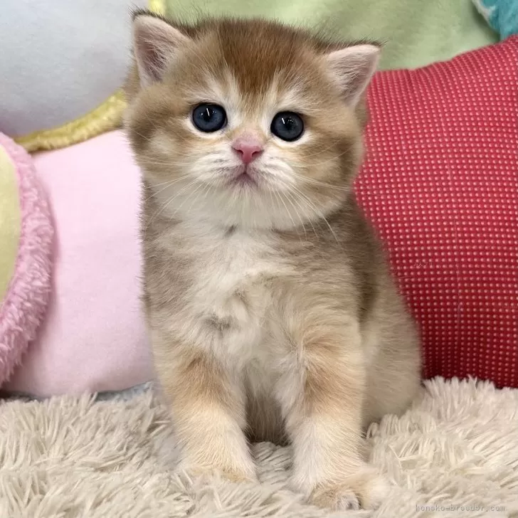 ID:2408-01656の子猫