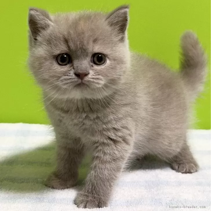 ID：2404-03054の子猫
