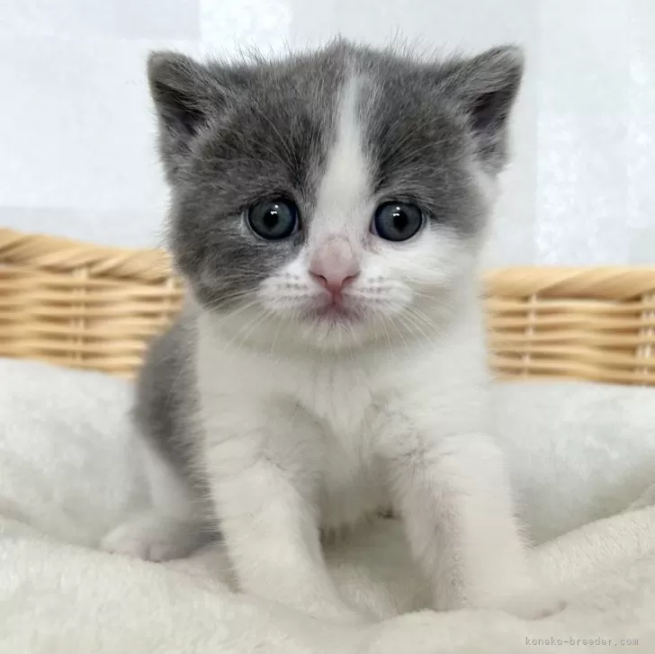 ID:2409-00356の子猫