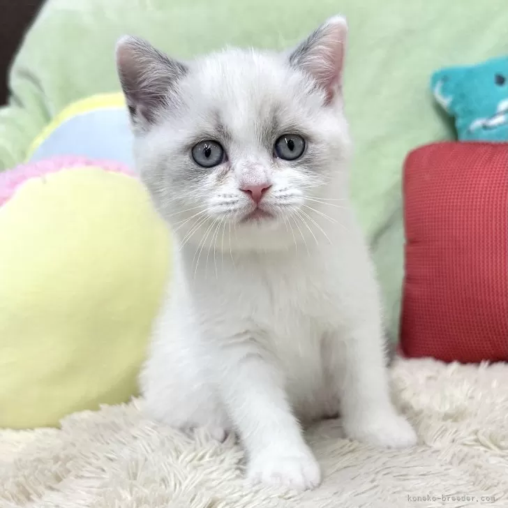 ID:2409-00361の子猫