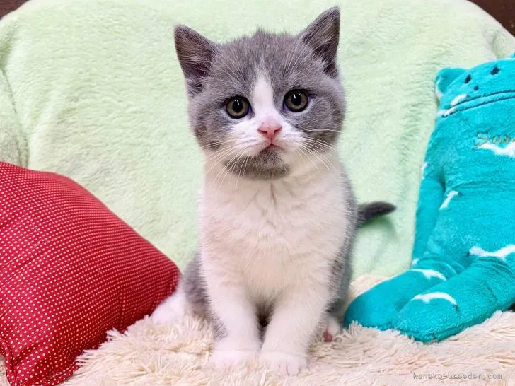 ID：2205-00024の子猫