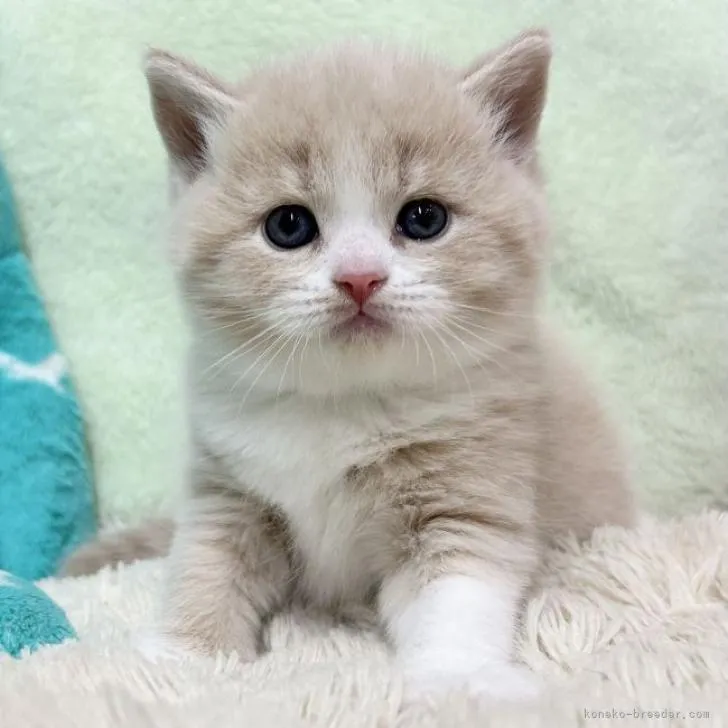 ID：2212-02470の子猫