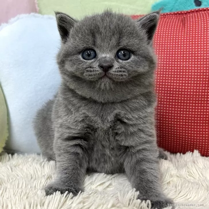 ID:2405-00163の子猫