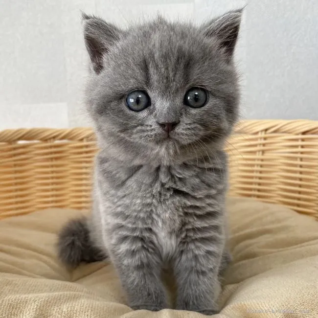 ID：2205-00793の子猫