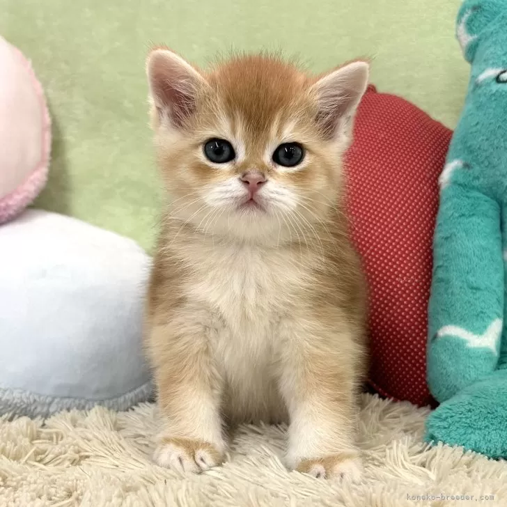 ID：2402-02258の子猫