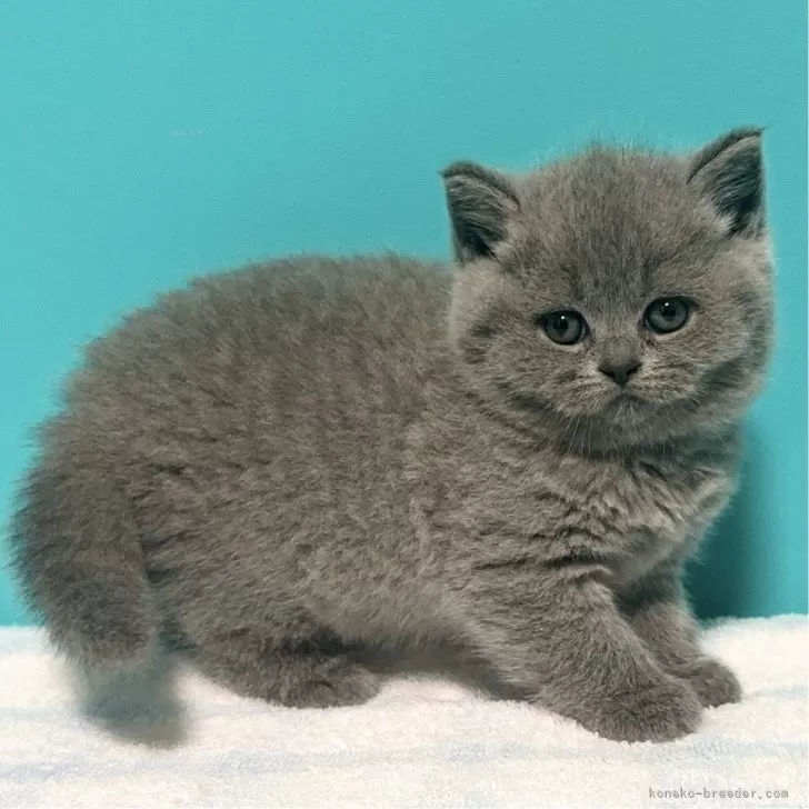 みんみん 様のお迎えした子猫