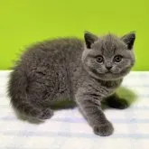ブリティッシュショートヘア【大阪府・男の子・2023年4月21日・ブルー】の写真1「6月4日撮影😻💕」