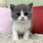 ブリティッシュショートヘア【大阪府・男の子・2024年5月7日・ブルー&ホワイト】の写真1