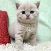 ブリティッシュショートヘア【大阪府・女の子・2023年2月8日・クリーム】の写真1「生後29日目　3/9撮影」