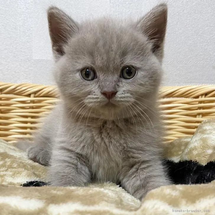 ID:2206-00703の子猫