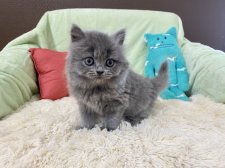 ブリティッシュロングヘア【・女の子・2020年11月4日・ブルー】「モフミ子猫時代😻💕」