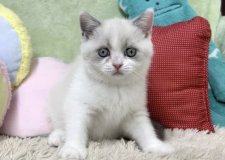 ブリティッシュショートヘア【・女の子・2024年8月10日・ブルーポイント&ホワイト】「生後2ヶ月ごろのパールちゃん😻💕」