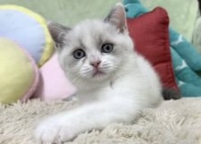 ブリティッシュショートヘア【・女の子・2024年8月10日・ブルーポイント&ホワイト】「生後2ヶ月ごろのパールちゃん😻💕」
