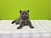 ブリティッシュショートヘア【大阪府・男の子・2023年4月21日・ブルー】の写真3「6月4日撮影😻💕」