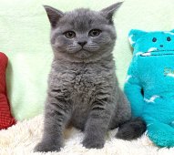 ブリティッシュショートヘア【・男の子・2020年11月15日・ブルー】「子猫時代モフヲ😻💕✨」