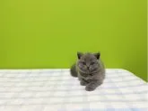 ブリティッシュショートヘア【大阪府・男の子・2023年4月21日・ブルー】の写真4「6月4日撮影😻💕」