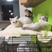 ブリティッシュショートヘア【・女の子・2024年8月10日・ブルーポイント&ホワイト】「子猫仲間のイカちゃんとクリスティとパール✨」