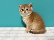 ブリティッシュショートヘア【大阪府・男の子・2025年7月27日・ブラックゴールデンシェーテッド】の写真6