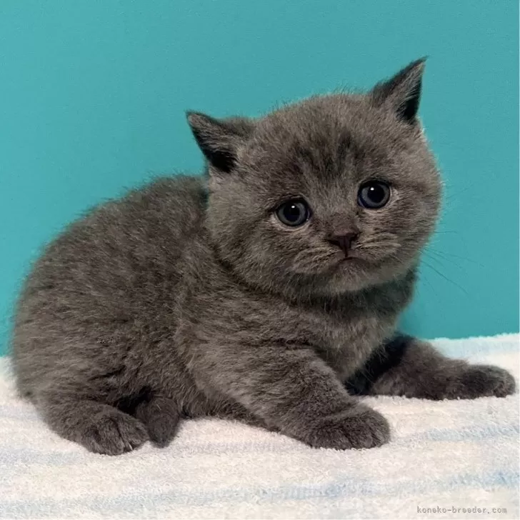 ID：2503-01422の子猫