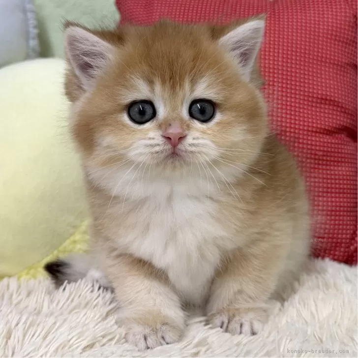 ID:2502-01190の子猫