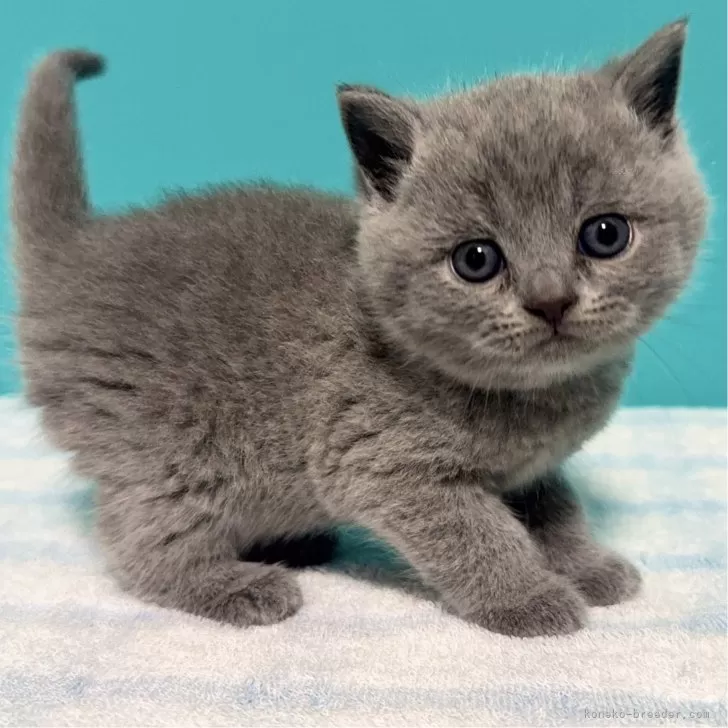 ID：2503-01421の子猫