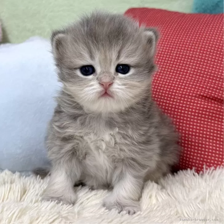 ID：2502-01188の子猫