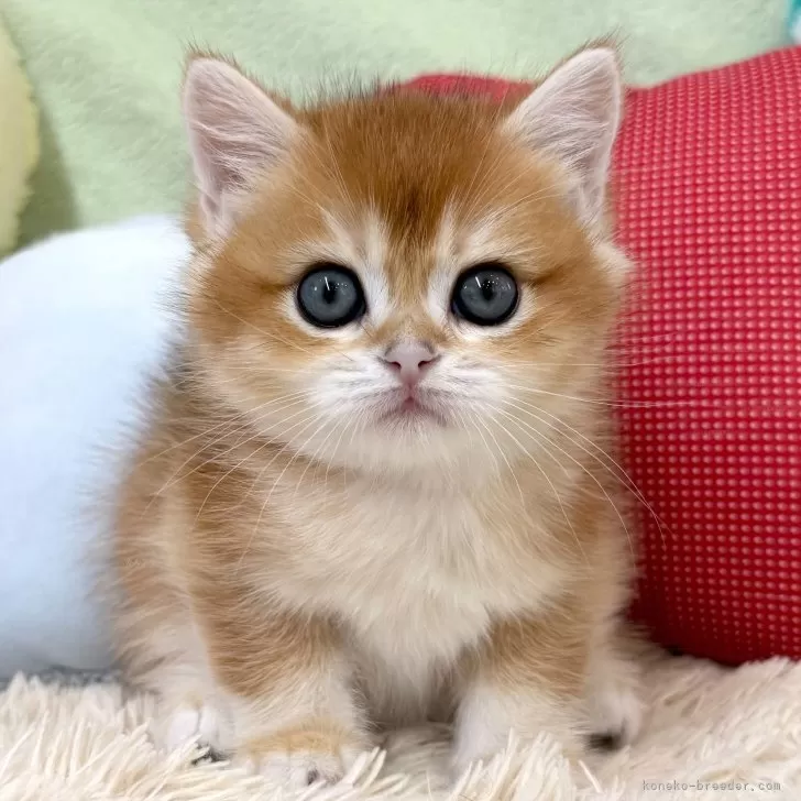 ID:2508-01122の子猫