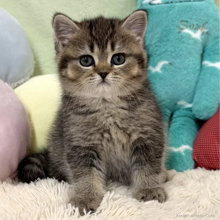 ID:2502-00213の子猫