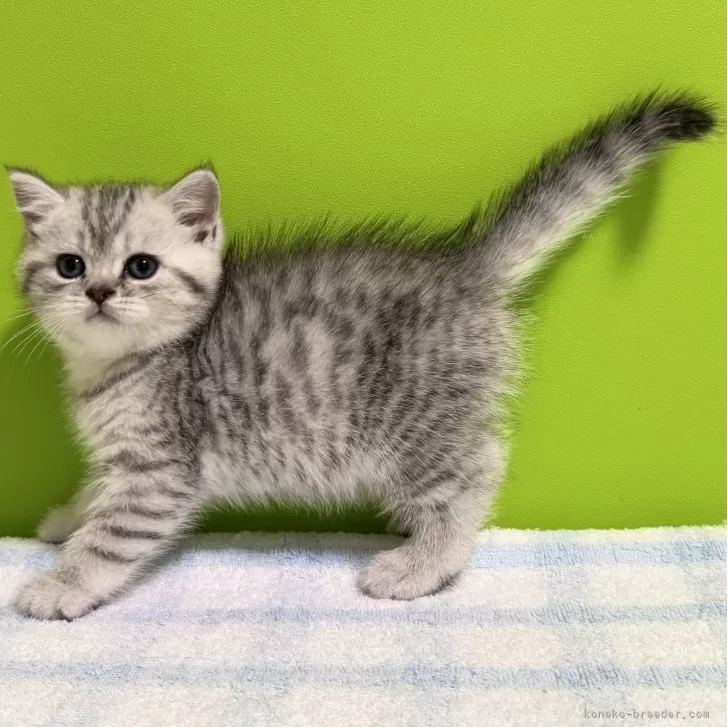 ID：2504-02543の子猫