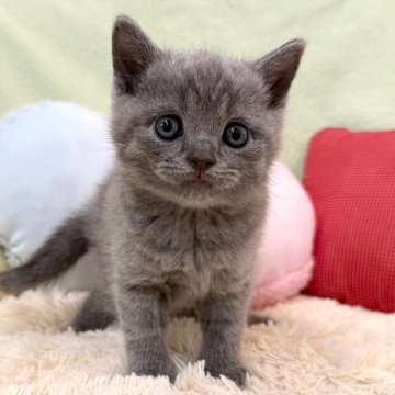 ブリティッシュショートヘア【大阪府・男の子・2025年8月24日・ブルー（ショートヘア）】の写真「ブルー＆ホワイトの女の子のご紹介です💕」