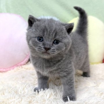 ブリティッシュショートヘア【大阪府・男の子・2025年10月29日・ブルー（ショートヘア）】の写真「ブルーの男の子のご紹介です💕」