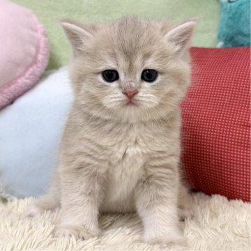 ブリティッシュショートヘア【大阪府・男の子・2025年1月19日・ブルーゴールデンシェーデッド（ショートヘア）】の写真「ブルーゴールデンの男の子のご紹介です✨」