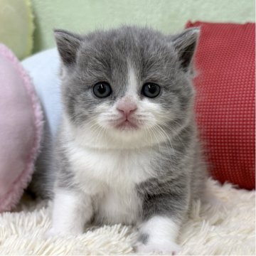 ブリティッシュショートヘア【大阪府・女の子・2025年4月5日・ブルー&ホワイト（ショートヘア）】の写真「ブルー&ホワイトの女の子のご紹介です✨」