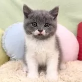 ブリティッシュショートヘア