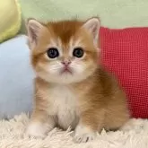 ブリティッシュショートヘア