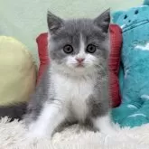 ブリティッシュショートヘア