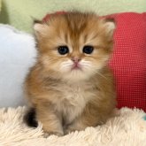 ブリティッシュショートヘア