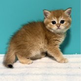 ブリティッシュショートヘア