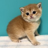 ブリティッシュショートヘア