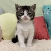 ブリティッシュショートヘア