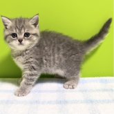 ブリティッシュショートヘア