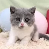 ブリティッシュショートヘア