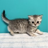 ブリティッシュショートヘア