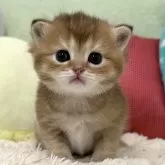 ブリティッシュショートヘア