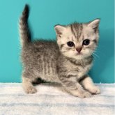 ブリティッシュショートヘア