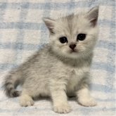 ブリティッシュショートヘア