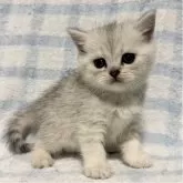 ブリティッシュショートヘア