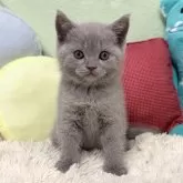 ブリティッシュショートヘア