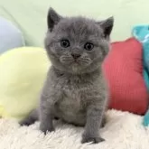ブリティッシュショートヘア